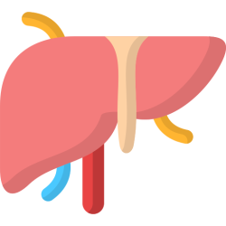 liver